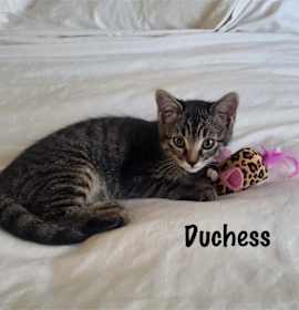 Photo of Duchess
