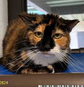 Photo of KITTY KITTY