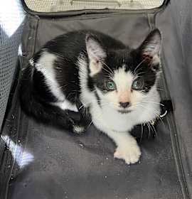 Photo of Nugget (Aka Memphis)