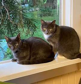 Photo of Venus & Mars (bonded)