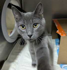 Photo of Earl (Critter Barn)