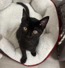 Photo of Hopper Willis-RW