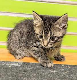 Photo of LEMON MERINGUE