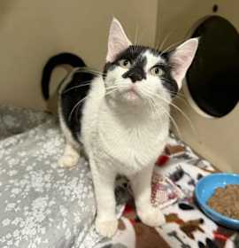 Photo of George Strait