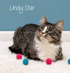 Photo of Lindy Star