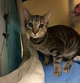 Photo of Mr. Pickles