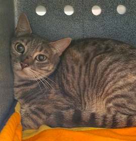 Photo of Miss Trunchbull