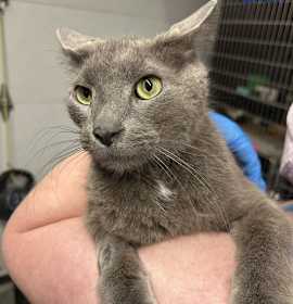 Photo of Foggy 2025-1343