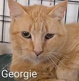 Photo of Georgie