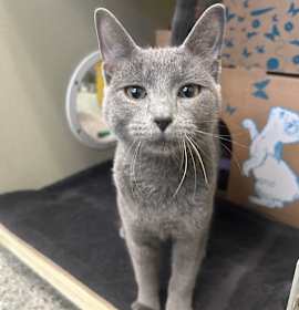 Photo of Stew (Holland Cat Cove)