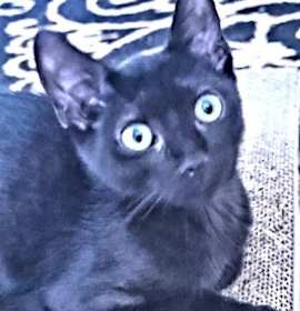 Photo of Tootsie Roll