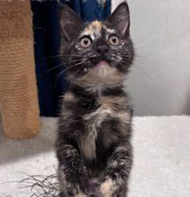 Photo of Lavender Moon