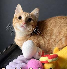 Photo of Punkin Spice