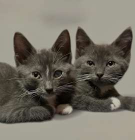 Photo of ROCCO & REMY