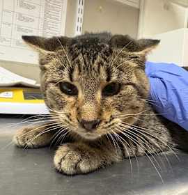 Photo of Jingle Bell