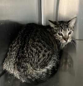 Photo of Barn Buddy: Titania