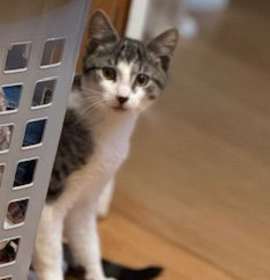 Photo of Pippin (chatty little man)