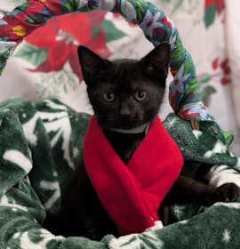 Photo of Dasher (blue-gray)