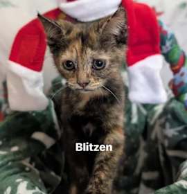 Photo of Blitzen
