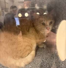 Photo of TNR 2700 Cameron Way