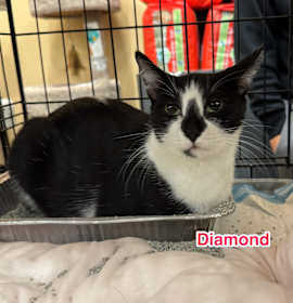 Photo of Diamond