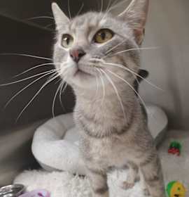 Photo of Pepper(Juniper)