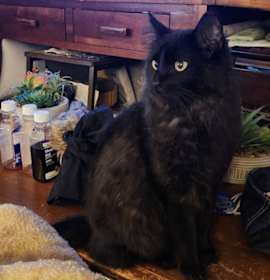 Photo of Gomez aka Mr Fluffy