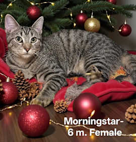 Photo of Morningstar