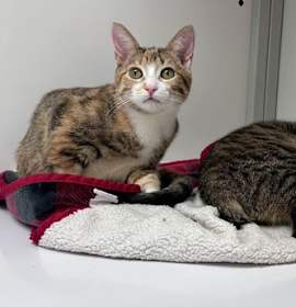 Photo of Bobby and Valentina (tripod) (kittens) (Honduras)