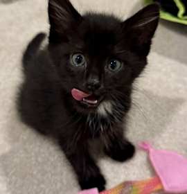 Photo of Nova Kitten