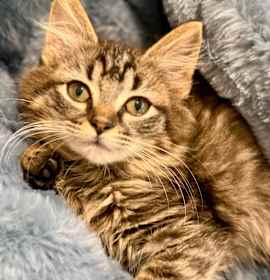 Photo of Charlotte II