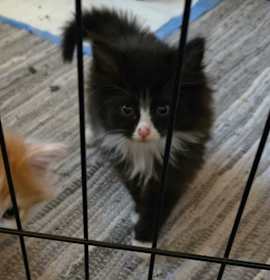 Photo of Aflac (Mayhem)