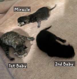 Photo of Valor 1st Baby