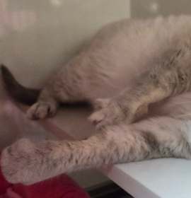 Photo of Marshmellow