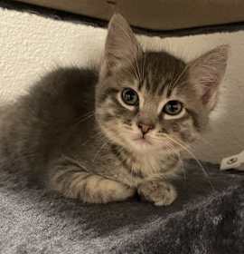 Photo of 25-40 Norman