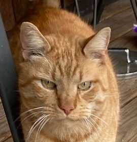 Photo of Genghis Khan