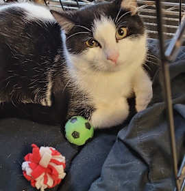 Photo of Apple Crumb