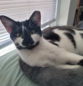 Photo of Milk (bonded to coffee bean)