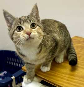 Photo of GINGERBREAD