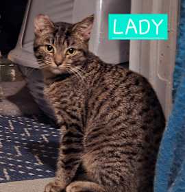 Photo of 1025-220 Lady