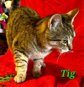 Photo of Tig