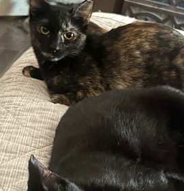 Photo of Walker (bonded w/Talulah)