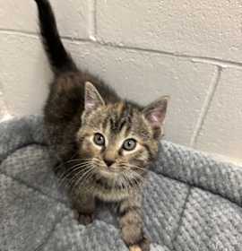 Photo of Olivia Benson