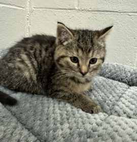 Photo of Amanda Rollins