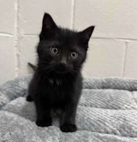 Photo of Elliot Stabler