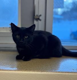 Photo of Little Black Cat 
