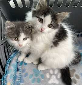 Photo of Cookie & Cupcake (bonded pair)