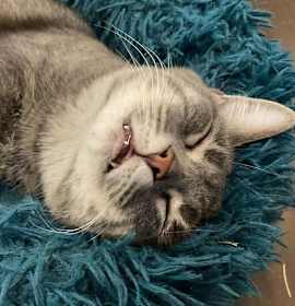 Photo of Sawyer (cat café)