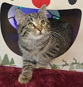 Photo of AJ Purrano 55717