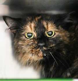 Photo of BARN FENNEL